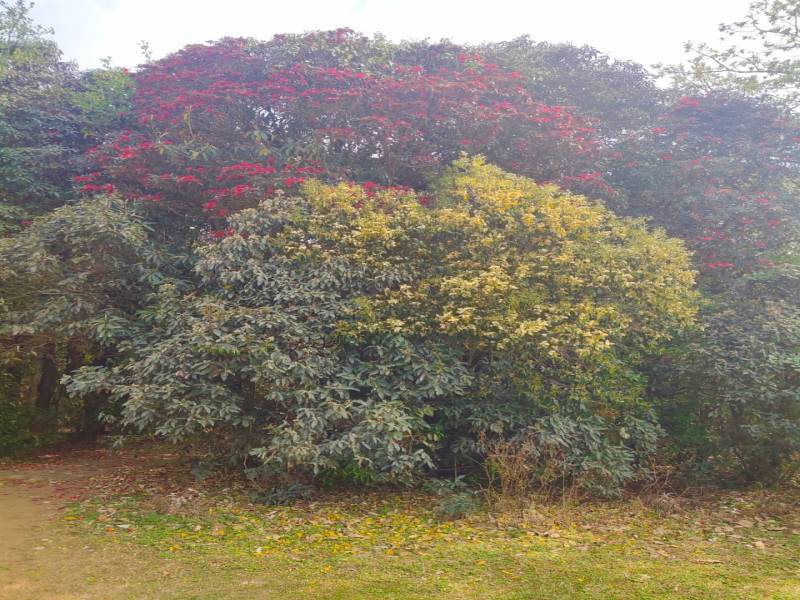 6 Days and 5 Nights Shillong - Dawki - Cherrapunjee Tour