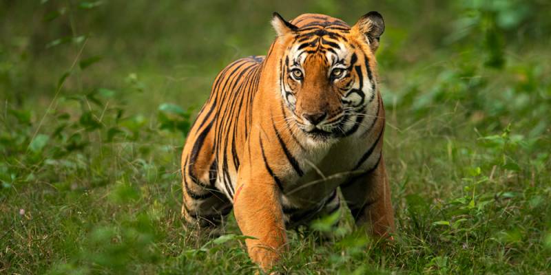 4 Nights - 5 Days Wildlife To Scenic Hills Package Image