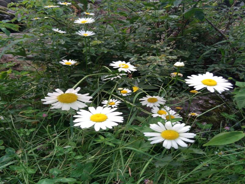 Stunning Kashmir 05 Nights 06 Days Budget Based up on 02 Pax Minimum