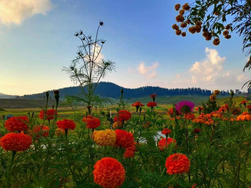 Elite Kashmir 07 Nights 08 Days 4 Star Based On 02 Pax Minimum