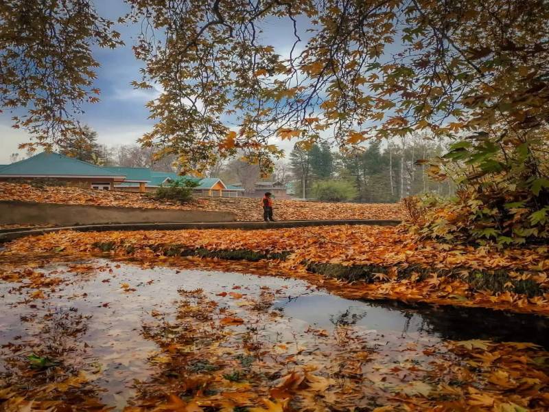 Glimpses of Kashmir 6 Nights - 7 Days 4 Star Based up 06 Pax min