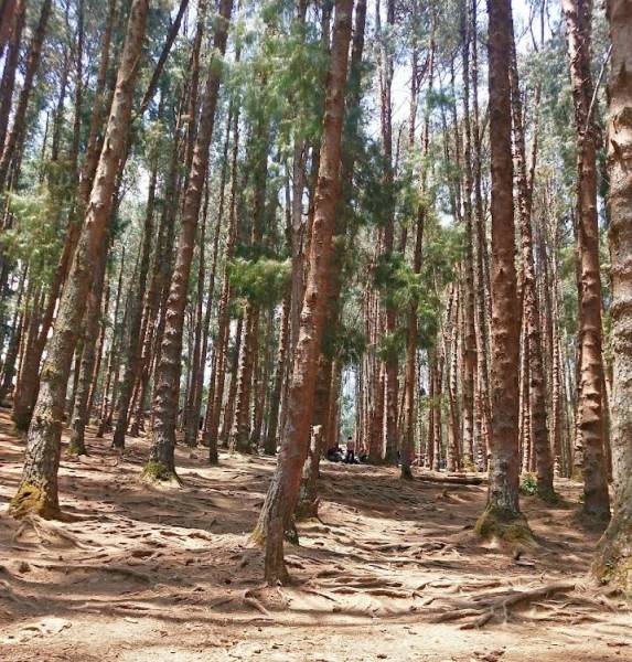 1 Night 2 days Ooty sightseeing package