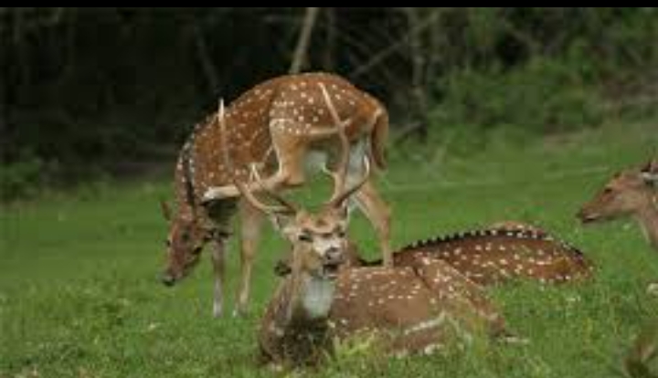 1 Night 2 days Ooty sightseeing package