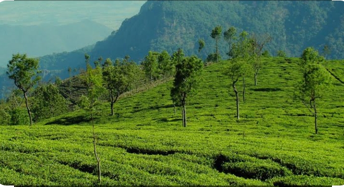 3 Night 4 days Bangalore to Mysore &Ooty Tour