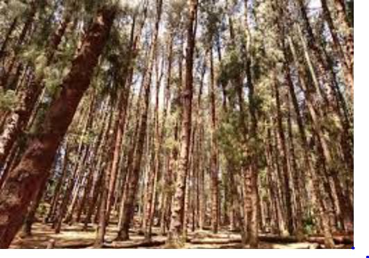 6 Nights 7 Days Mysore - Ooty - Coonoor - Coorg Sightseeing