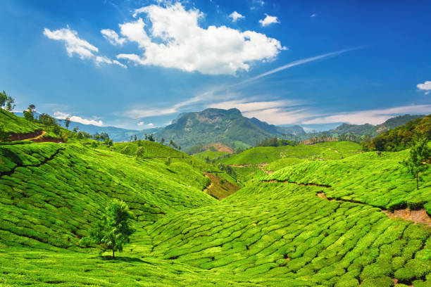 2 Night - 3 Days Coimbatore To Munnar Tour Package Image