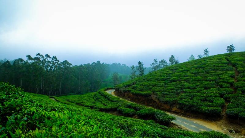 3D 2N Mysore Coorg Tour