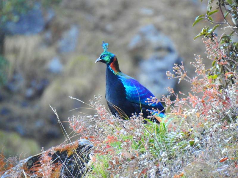 Special Birding Tour In Bhutan