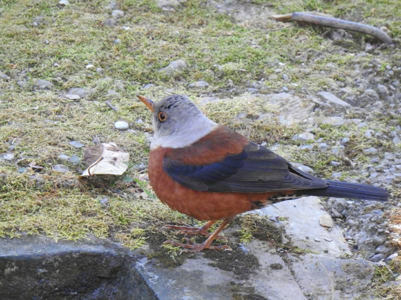Central Himalayas Bird Tour - Uttarakhand