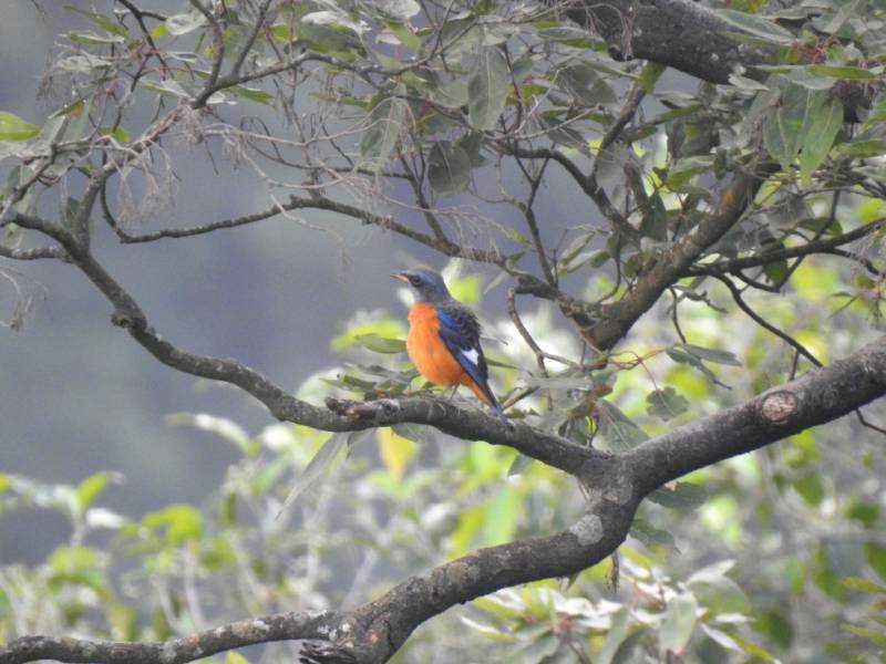 Central Himalayas Bird Tour - Uttarakhand