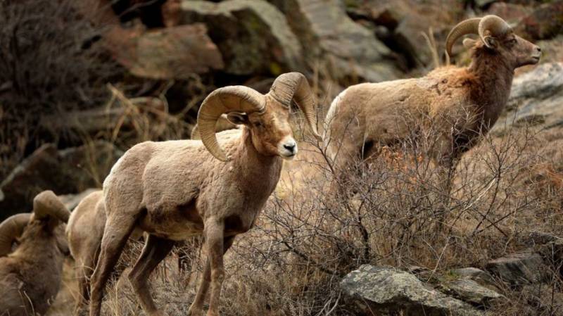Exquisite Snow Leopard In Ladakh Tour
