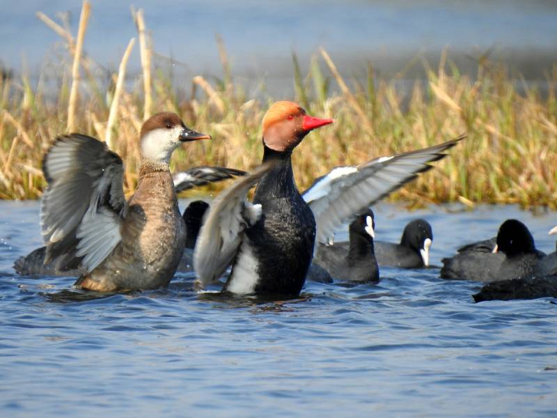 Golden Triangle Wildlife - Bird Watching Tour