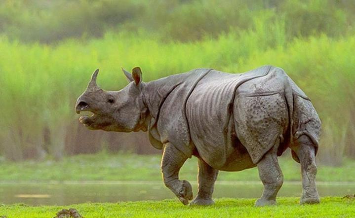 Exploring Wildlife & Birding Tour - Nepal