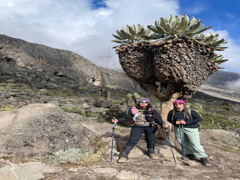 8-Day Lemosho Route Trekking