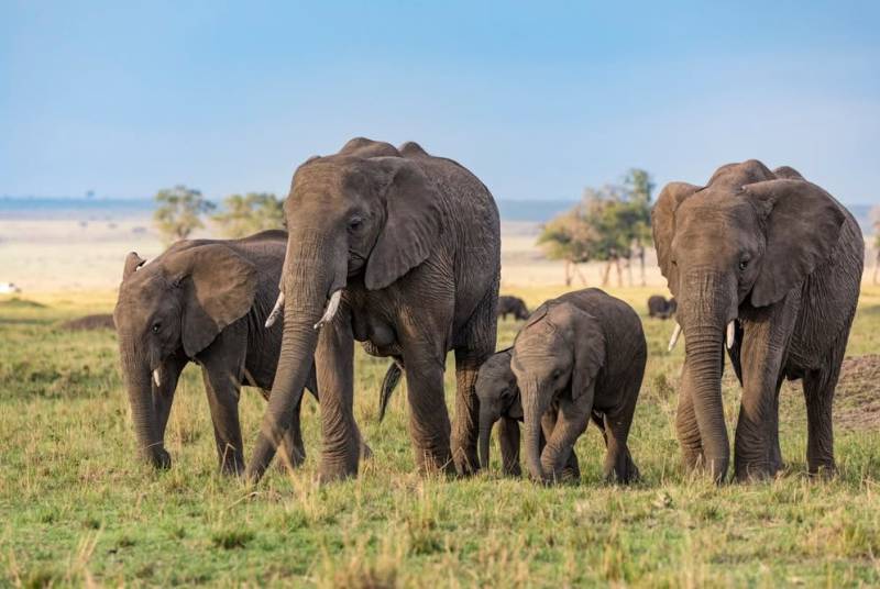 2-day Tanzania safari