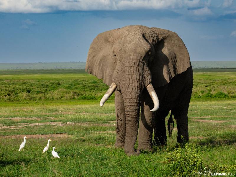 2-day Tanzania safari