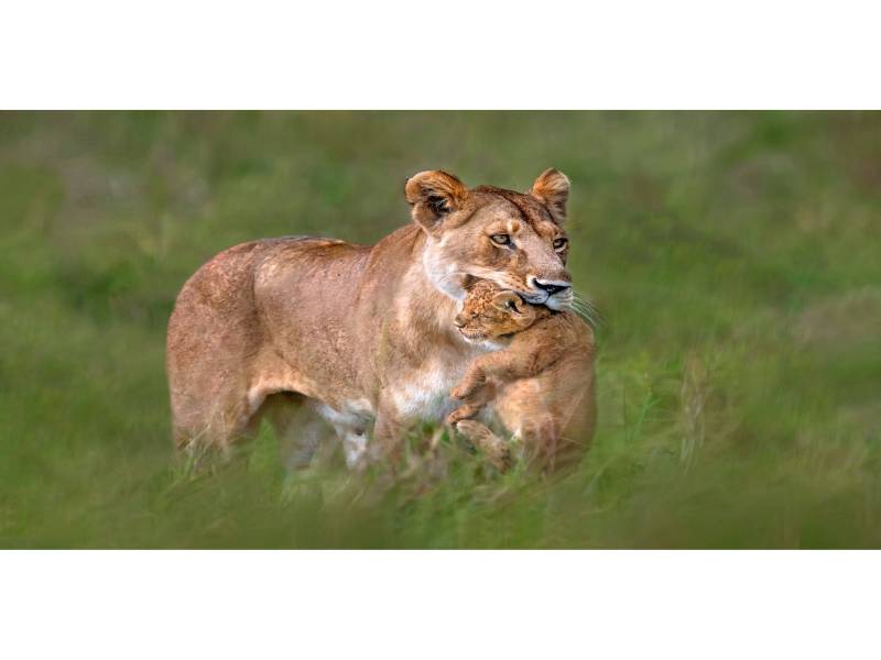 5 Days Safari – The Best of Tanzania