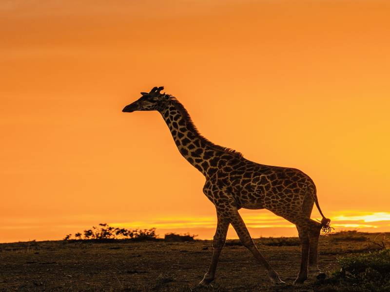 5 Days Safari – The Best of Tanzania