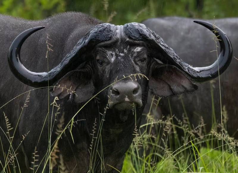 5 Days Safari – The Best of Tanzania