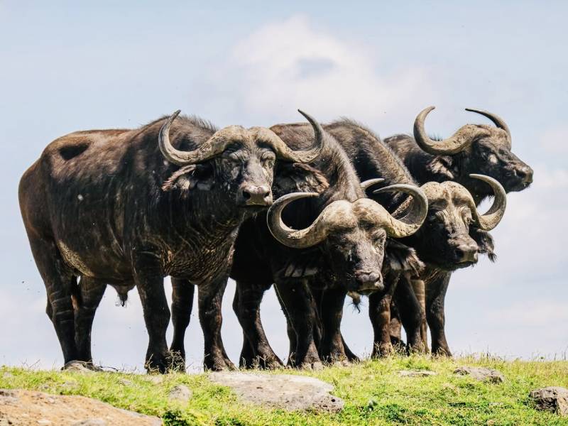 5 Days Safari – The Best of Tanzania