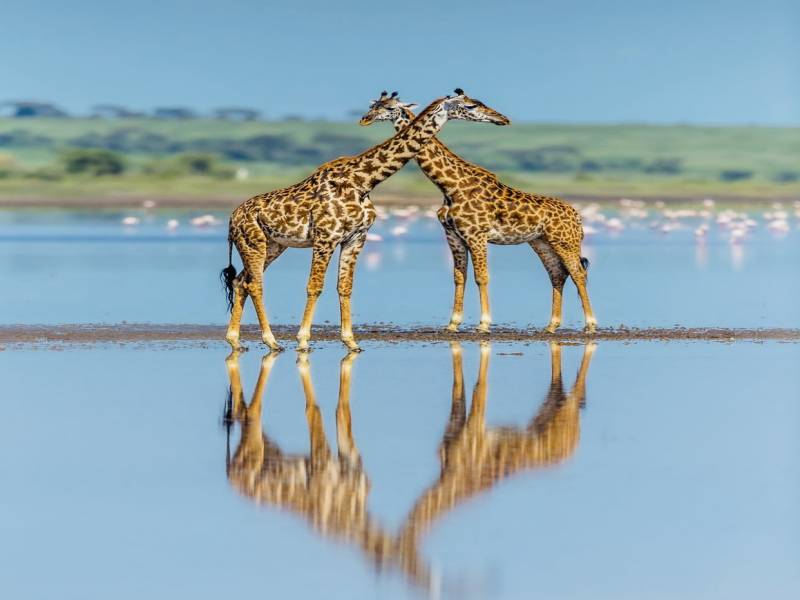 9-Day Safari Itinerary: Lake Naivasha, Masai Mara, Serengeti, Ngorongoro, Lake Manyara & Tarangire