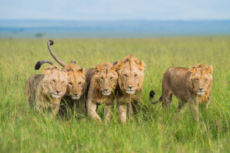 9-Day Safari Itinerary: Lake Naivasha, Masai Mara, Serengeti, Ngorongoro, Lake Manyara & Tarangire