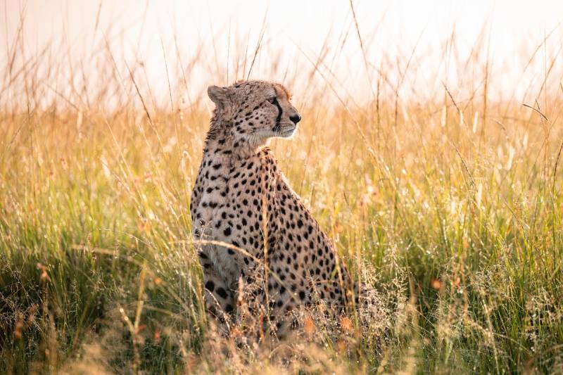 9-Day Safari Itinerary: Lake Naivasha, Masai Mara, Serengeti, Ngorongoro, Lake Manyara & Tarangire