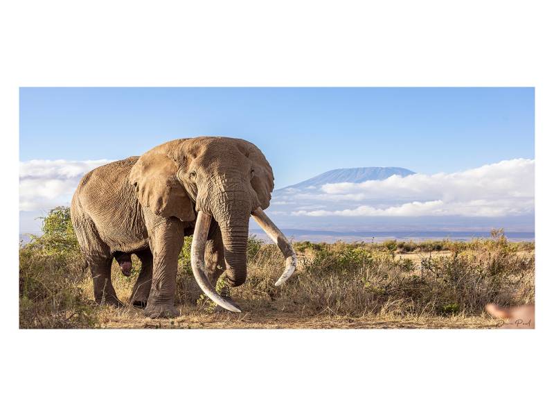 9-Day Safari Itinerary: Lake Naivasha, Masai Mara, Serengeti, Ngorongoro, Lake Manyara & Tarangire