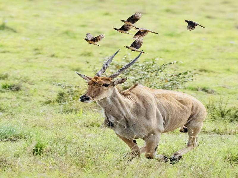 9-Day Safari Itinerary: Lake Naivasha, Masai Mara, Serengeti, Ngorongoro, Lake Manyara & Tarangire