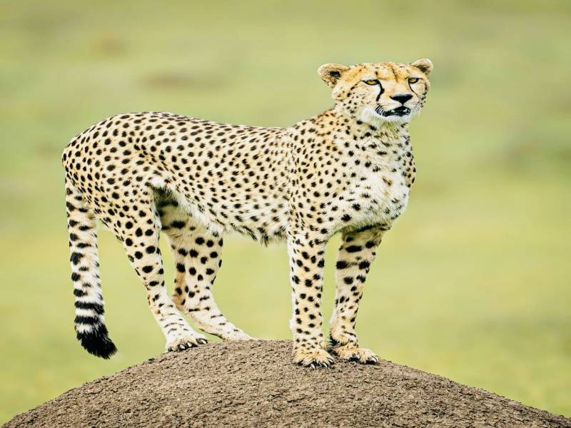 9-Day Safari Itinerary: Lake Naivasha, Masai Mara, Serengeti, Ngorongoro, Lake Manyara & Tarangire