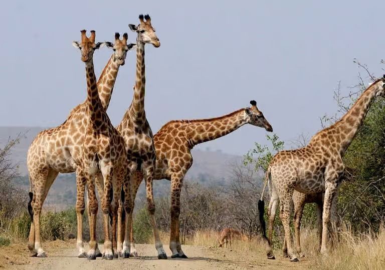 6 Days Tanzania Safari Tour For Two