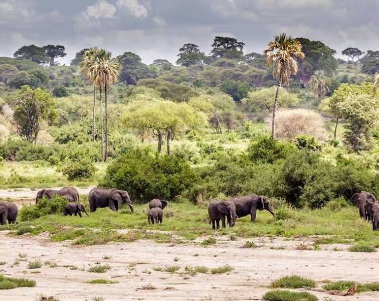 5 Days Northern Tanzania Safari Tour