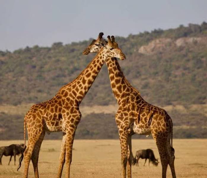 3-Day Serengeti NP - Ngorongoro Crater Camping Safari Tour