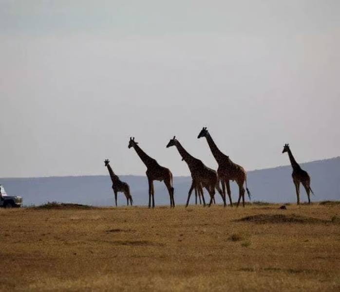 3-Day Safari Two Nights In Serengeti - Ngorongoro Crater Tour