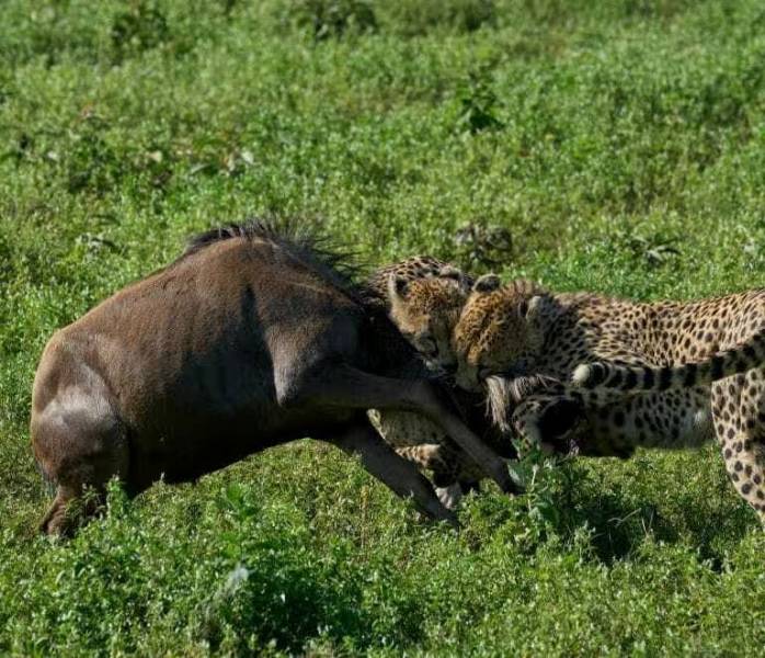 3-Day Ngorongoro And Serengeti Lodging Safari - Amazing Experience Tour