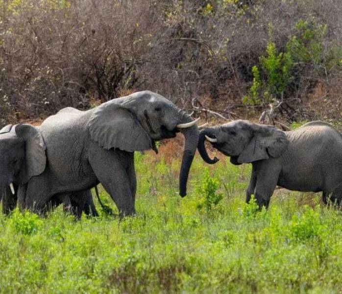 3-Day Camping Safari Big 5 - Affordable Safari Tour