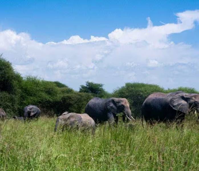 3-Day Best Of Ngorongoro Crater - Manyara - Tarangire Tour