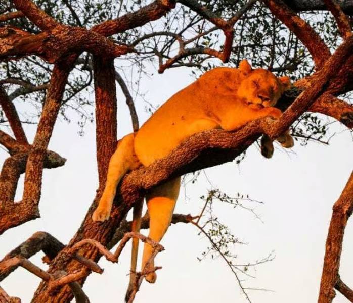 3 Days Big Five Of Serengeti And Ngorongoro Crater Tour