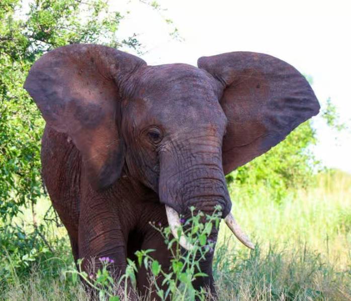 1-Day Safari In Tarangire National Park Tour