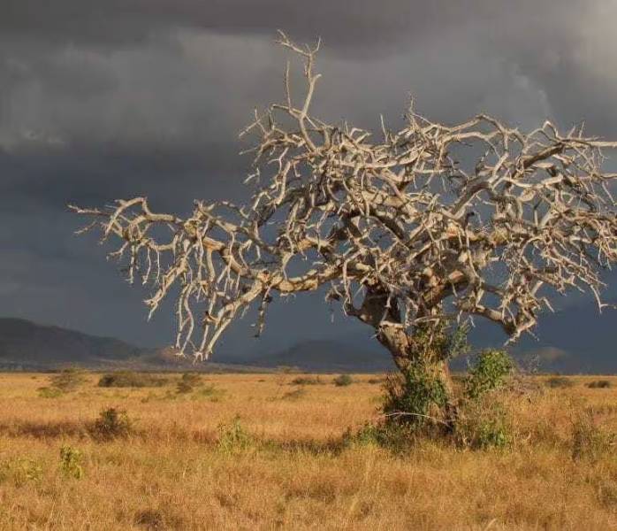 1-Day Mkomazi National Park Tour - Rhino Sanctuary