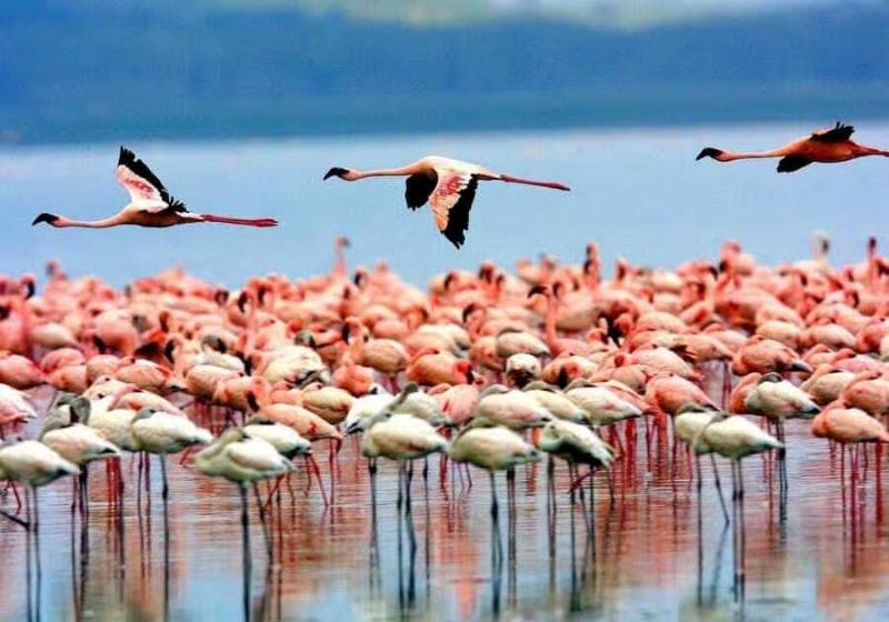 1-Day Lake Manyara National Park Unforgettable Safari Tour