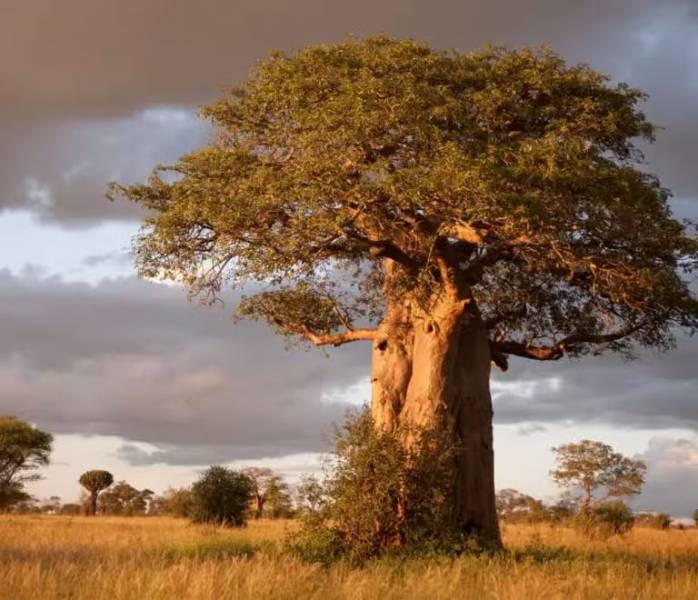 1 Day Amazing Safari To Tarangire National Park Tour