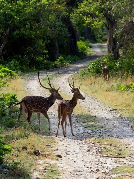 03 Nights - 04 Days Corbett Nainital Tour