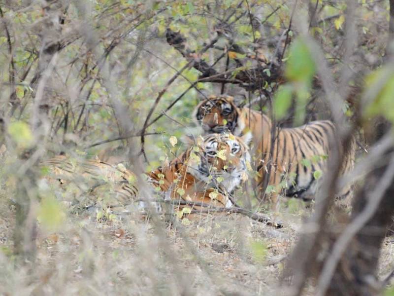 03 Nights - 04 Days Corbett Nainital Tour