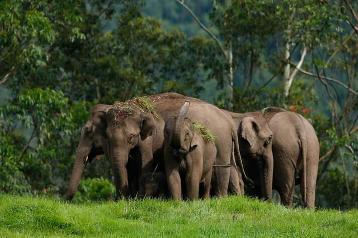 4 Nights 5 Days Kerala Tour