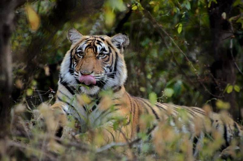 SUNDARBAN 2 NIGHTS 3 DAYS