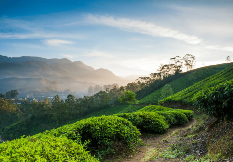 Hills & Houseboat: Munnar and Alleppey Honeymoon Package