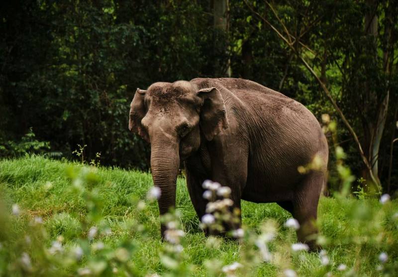 Hills & Houseboat: Munnar and Alleppey Honeymoon Package