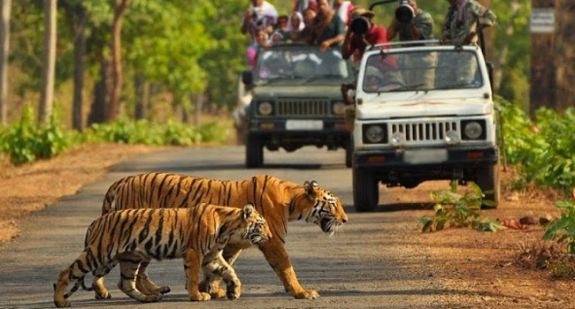 Golden Triangle Tour With Corbett National Park Image