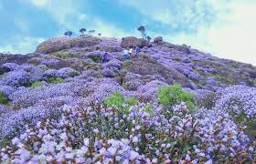 2 nights 3 days Munnar